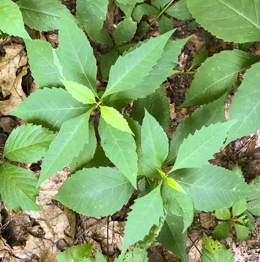 Siphidium latifolium - tickseed, broadleaf