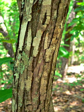 Castanea pumila - chinkapin