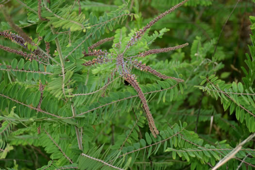 Amorpha herbacea - dwarf indigo bush