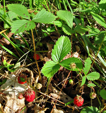 Fragaria virginiana - wild strawberry
