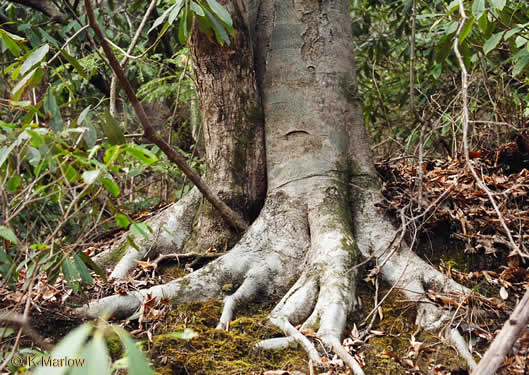 Fagus grandifolia -American beech