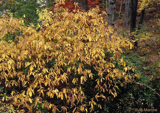 Clethra acuminata - mountain pepperbush