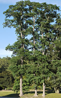Robinia pseudoacacia - black locust