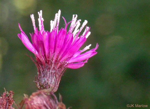 Vernonia noveboracensis - New York ironweed