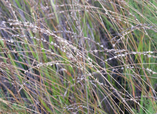 Chasmanthium sessiflorum - grass, longleaf woodoats