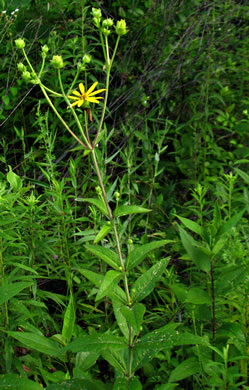 Silphium trifoliatum - whorled rosinweed