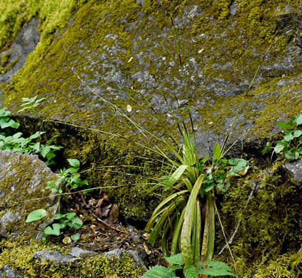 Carex plantaginea - sedge, seersucker