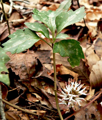 Pachysandra procumbens - Allegeny spurge