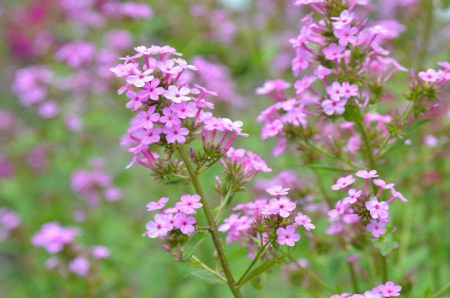 Phlox paniculata 'Jeana' - Jeana garden phlox