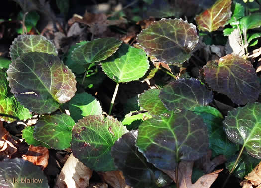 Shortia galacifolia - Oconee bells