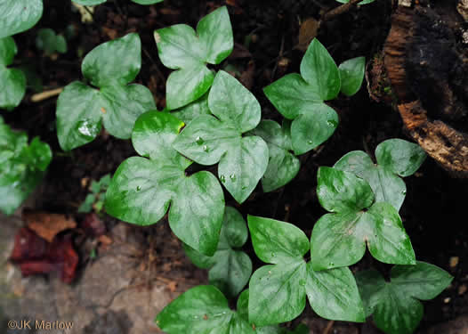 Hepatica acutiloba