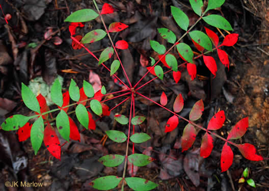Rhus copallinum - winged sumac