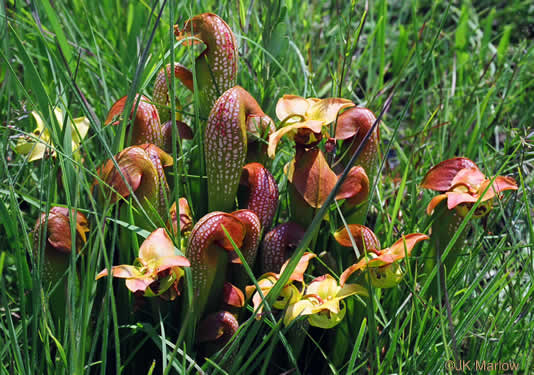 Sarracenia minor - hooded pitcher plant