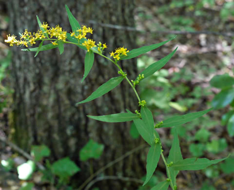 Solidago caesia - blue stemmed goldenrod