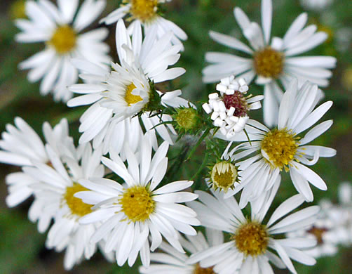 Symphyotrichum pilosum - frost aster
