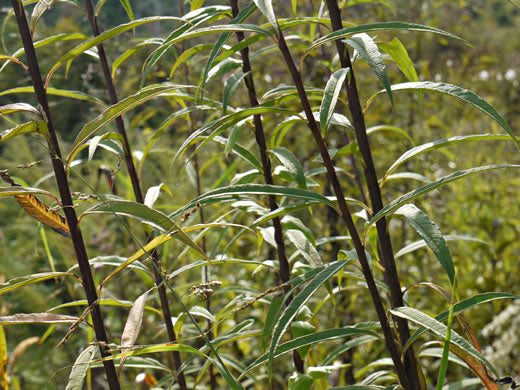 Helianthus giganteus - sunflower, tall