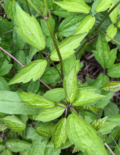 Clematis virginiana - virgin's bower
