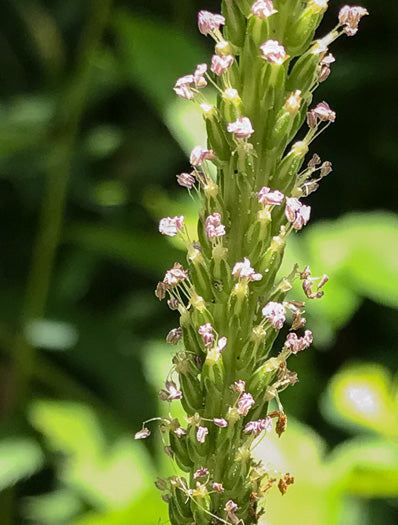 Plantago rugelii - Rugel's plantain