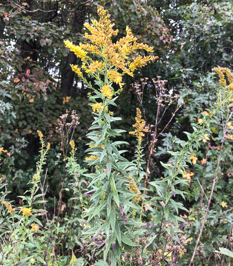 Solidago altissima - late goldenrod