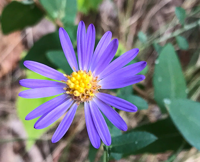 Symphyotrichum patens - late purple aster