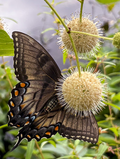 Cephalanthus occidentalis - buttonbush