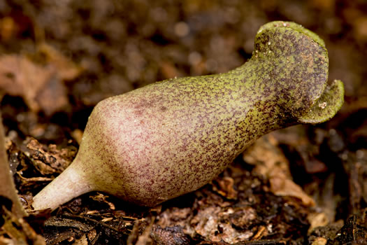 Hexastylis arifolia - little brown jug