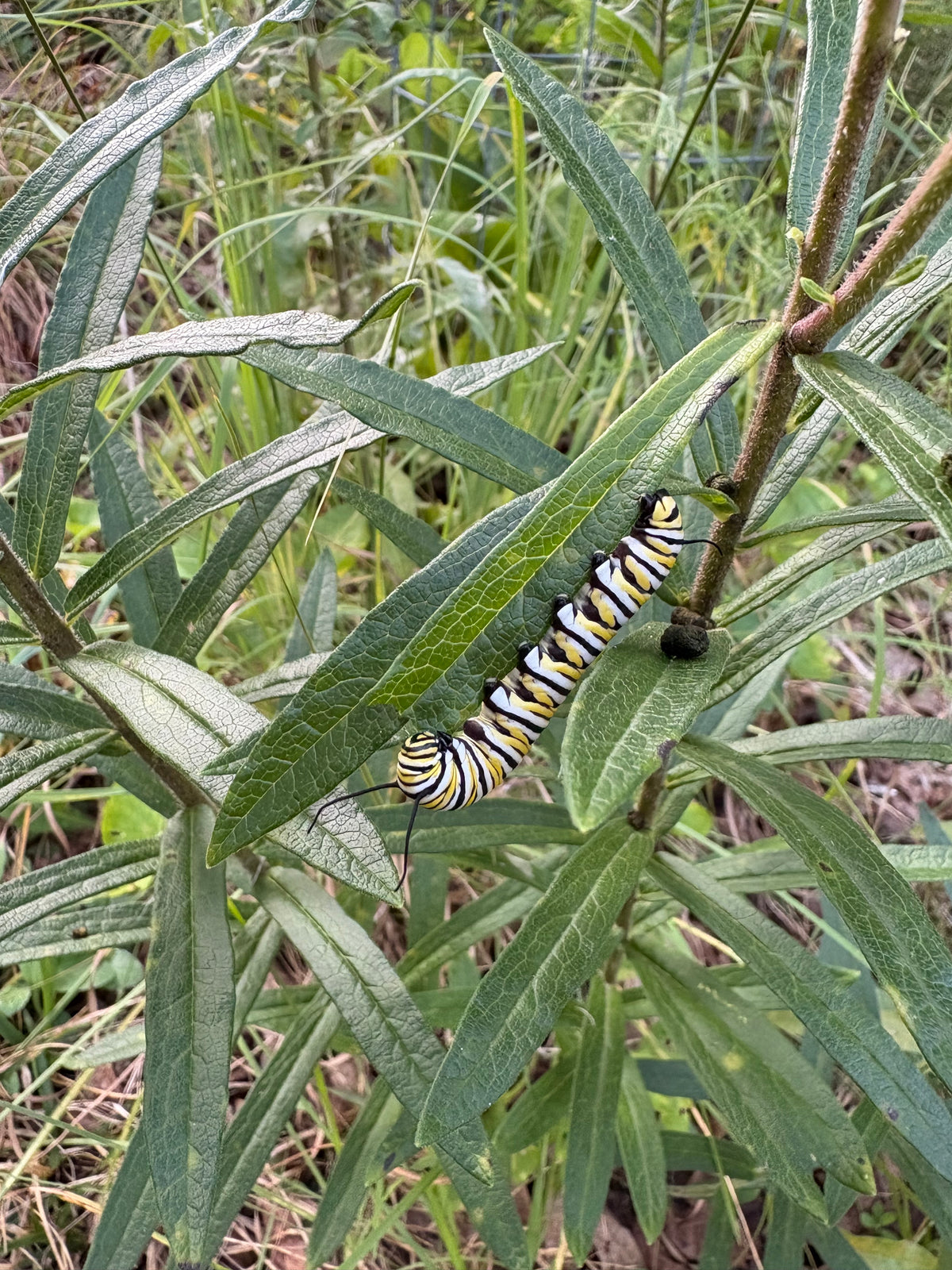 Asclepias tuberosa - butterfly milkweed