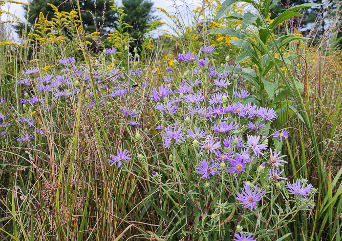 Eurybia spectabilis - aster, eastern showy