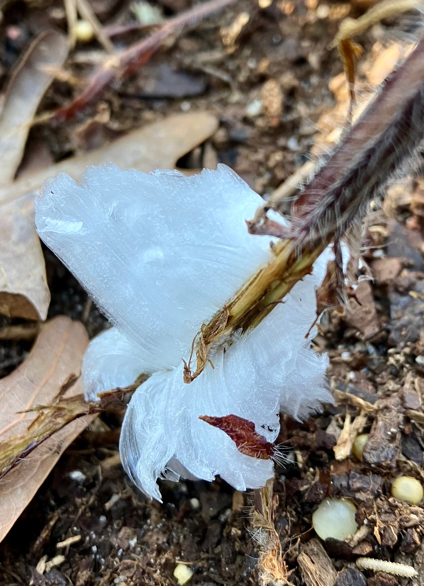 Verbesina virginica - frostweed