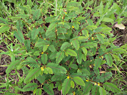 Chamaecrista nicitans - sensitive partridge pea