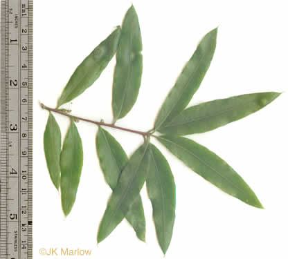 Quercus phellos- willow oak