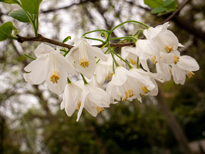 Halesia diptera- two-winged silverbell