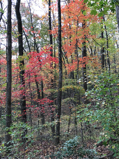 Trees