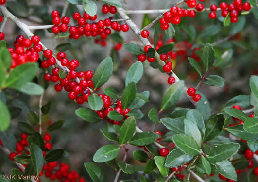 Shrubs