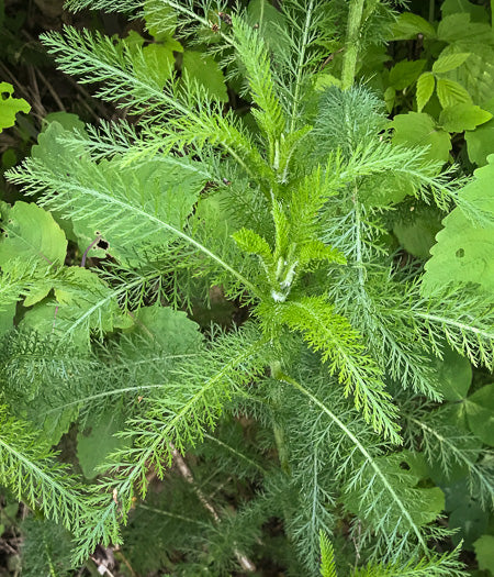 Achillea gracilis - eastern yarrow