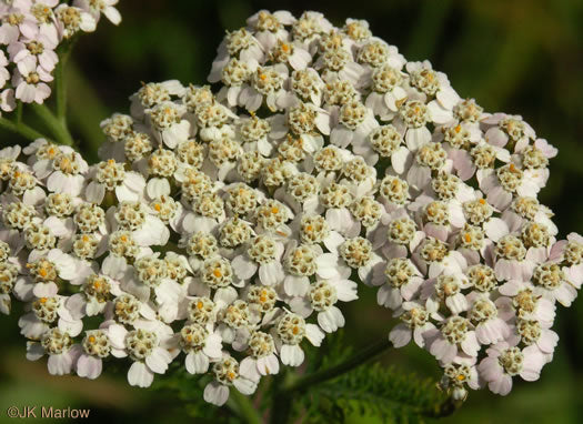 Achillea gracilis - eastern yarrow