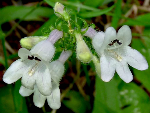 Penstemon laevigatus - Smooth Beardtongue