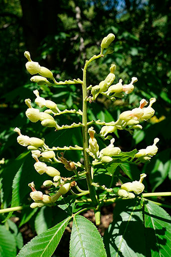 Aesculus flava - yellow buckeye