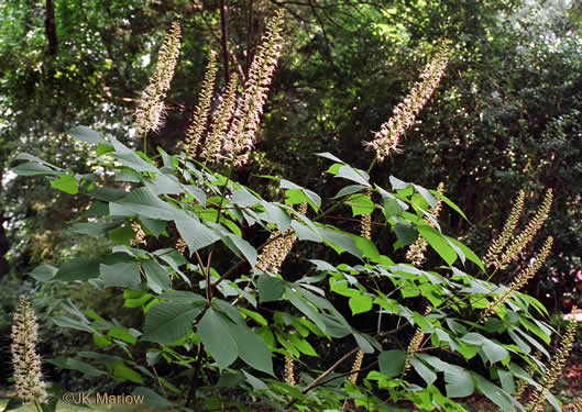 Aesculus parviflora - buckeye, bottlebrush