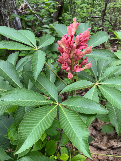 Aesculus sylvatica - buckeye, painted