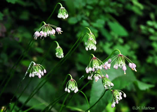 Allium cernuum - nodding onion