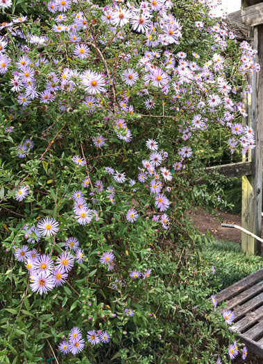 Ampelaster carolinianus - climbing aster
