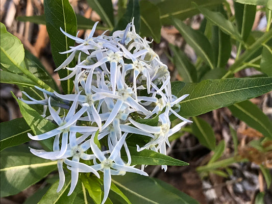 Amsonia tabernaemontana v. salicifolia - bluestar, willowleaf