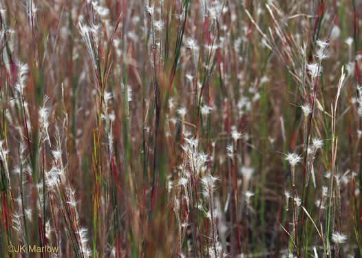 Anatherum ternarium - grass, splitbeard bluestem