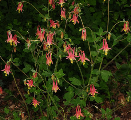 Aquilegia canadensis - columbine