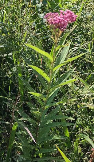 Asclepias incarnata - Milkweed, Swamp