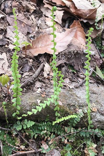 Asplenium platyneuron - ebony spleenwort