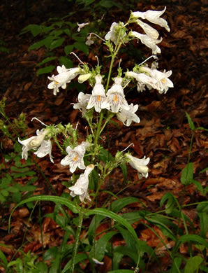 Penstemon laevigatus - Smooth Beardtongue