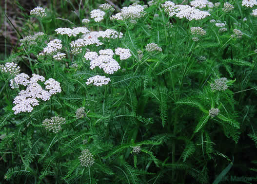 Achillea gracilis - eastern yarrow