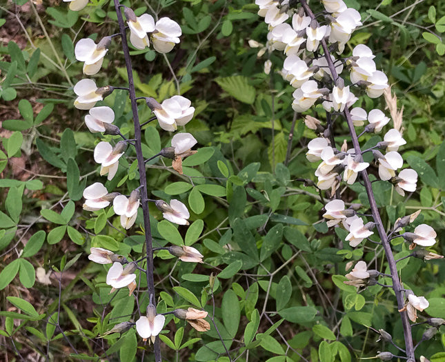 Baptisia alba - White False Indigo